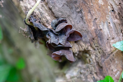 Auricularia auricula-judae