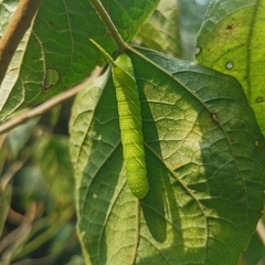 Sphingidae