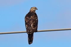 Pernis ptilorhynchus