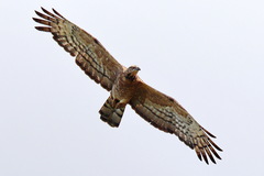 Pernis ptilorhynchus