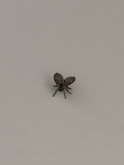 Psychodinae