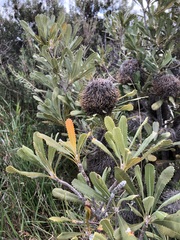 Banksia ornata