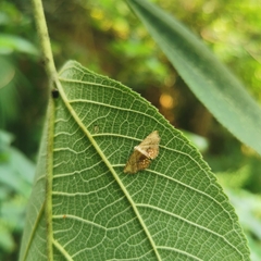 Enispa lutefascialis