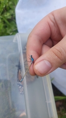 Ischnura heterosticta