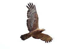 Pernis ptilorhynchus