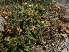 Pentanema squarrosum