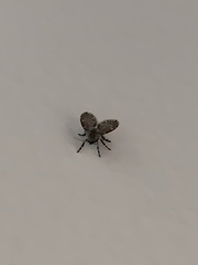 Psychodinae