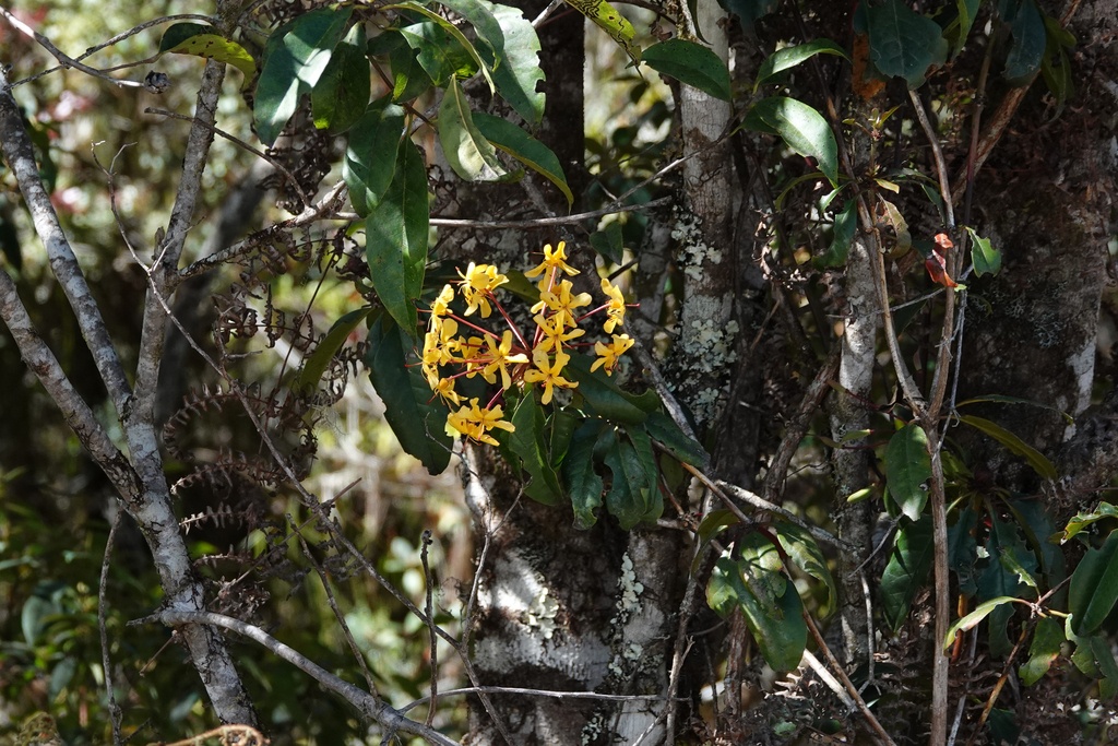 Rhododendron macgregoriae (Rhododendron macgregoriae)