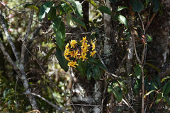 Rhododendron macgregoriae