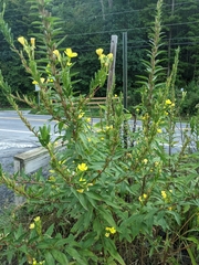 Oenothera