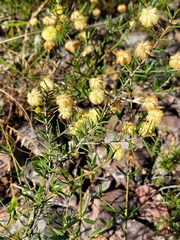Acacia brownii