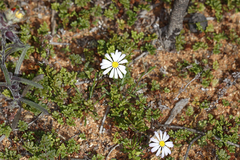 Brachyscome ciliaris