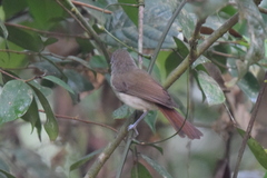 Malacopteron magnirostre