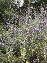 Salvia yangii