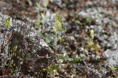 Pterostylis setulosa