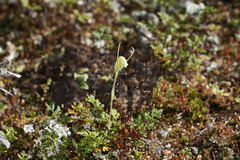 Pterostylis setulosa