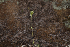 Pterostylis setulosa
