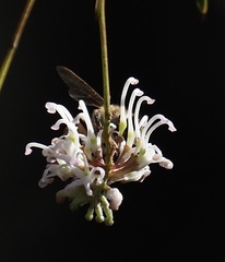 Grevillea linearifolia