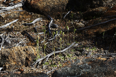 Pterostylis setulosa