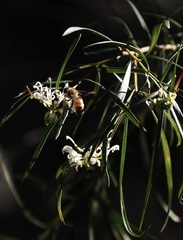 Grevillea linearifolia