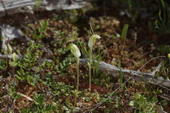 Pterostylis setulosa