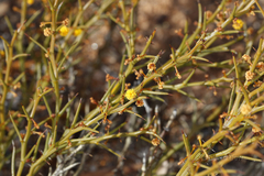 Acacia aphylla