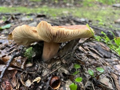 Lactifluus volemus