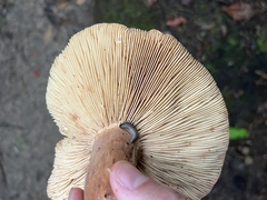 Lactifluus volemus