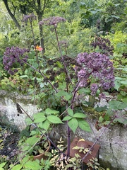 Angelica gigas