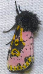 Xanthopastis regnatrix