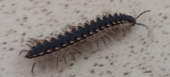 Asiomorpha coarctata
