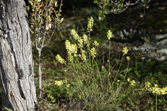 Stackhousia muricata