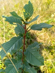 Frangula alnus