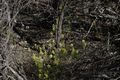 Stackhousia muricata