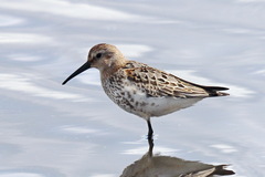Calidris alpina