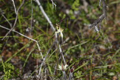 Caladenia microchila