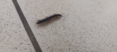 Asiomorpha coarctata