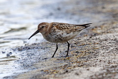 Calidris alpina