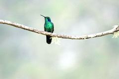 Colibri cyanotus