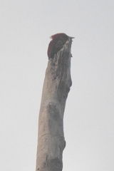 Chrysophlegma miniaceum