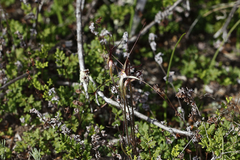 Caladenia microchila