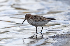 Calidris alpina