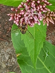 Eupeodes corollae