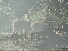 Capreolus capreolus