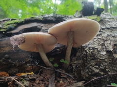 Pluteus