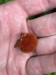 Trametes cinnabarina