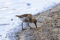 Calidris alpina
