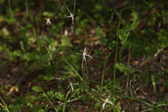 Caladenia microchila