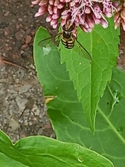 Eupeodes corollae