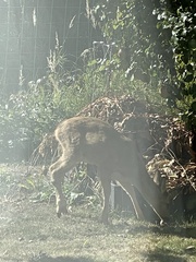 Capreolus capreolus